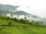 Nilgiris